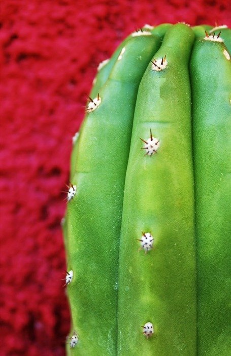 cactus texture green plants