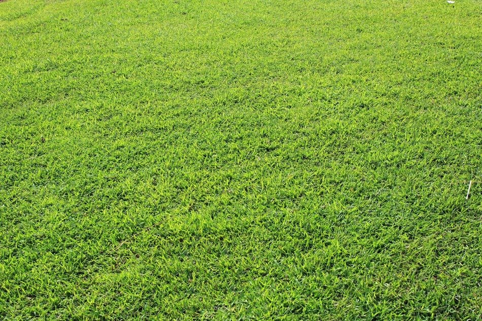 grass background