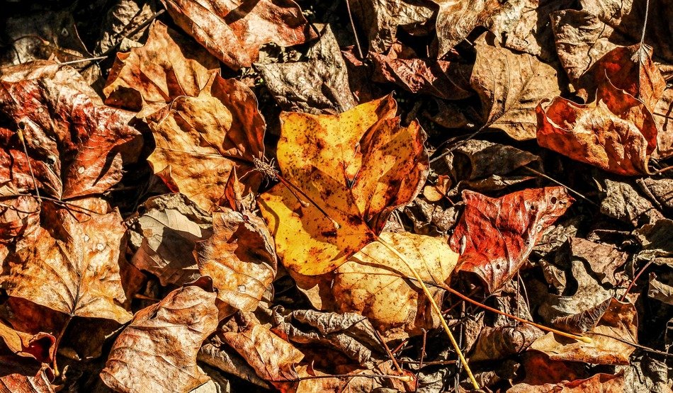 autumn fallen leaves maple poplar