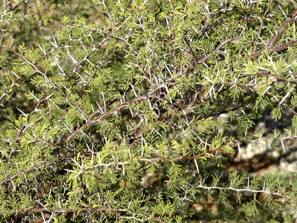 thorns spur close thorn
