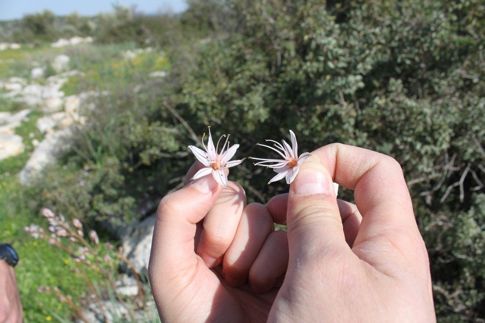 flower flowers beautiful