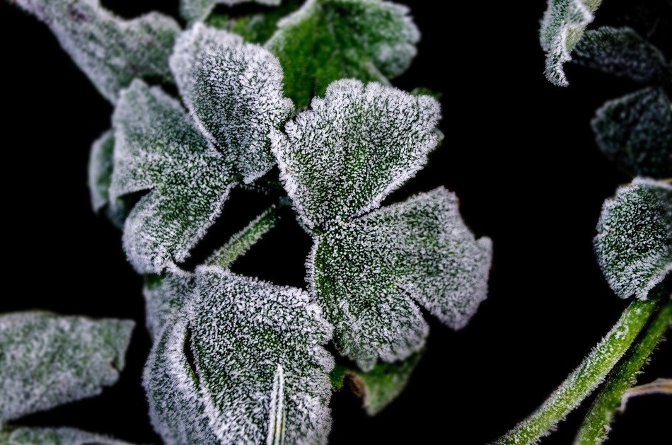 frostbitten winter plant white