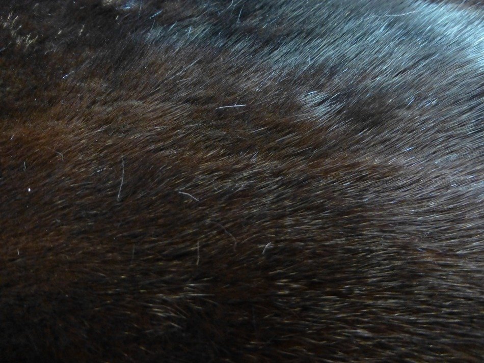mink fur taxidermy hair fluffy