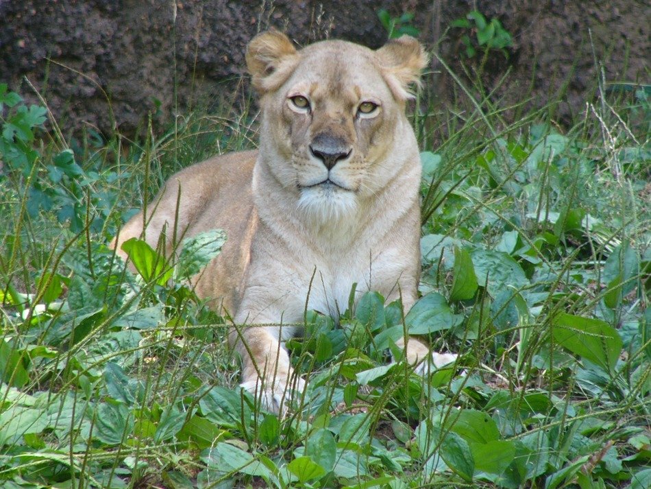 lioness female animals mammals