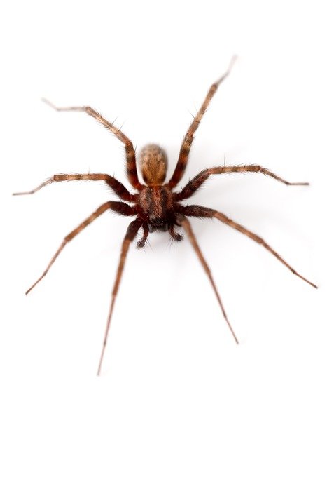animal arachnid arachnophobia