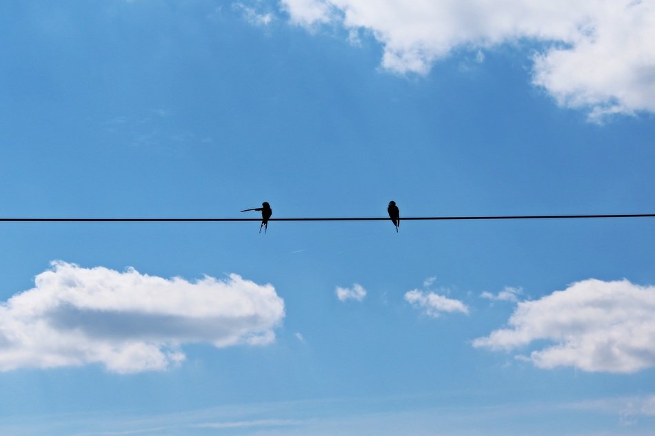swallows pair sky blue clouds fly