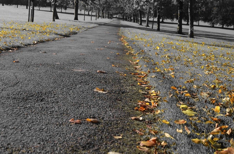 autumn leaves in the empty park