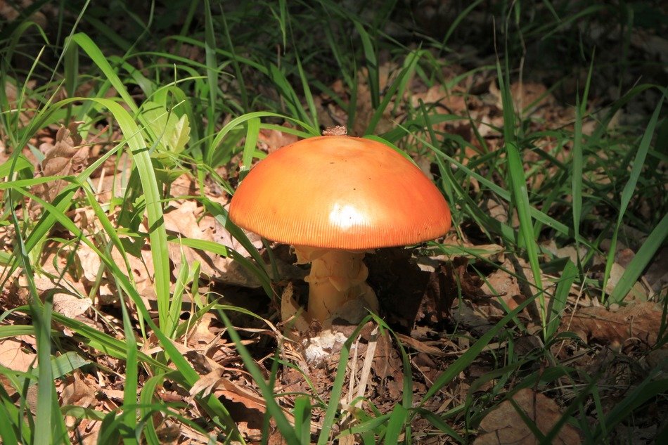 mushrooms orange brown fungi