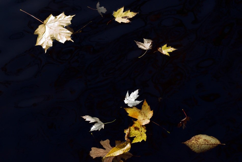 leaves autumn water background