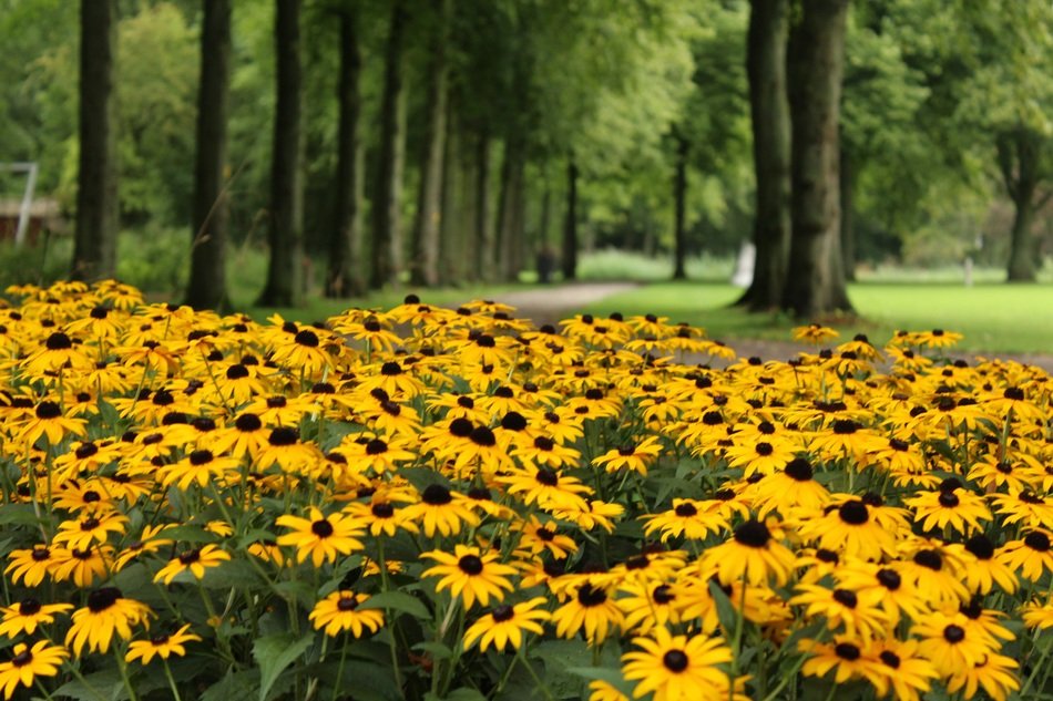 yellow flower lane parc