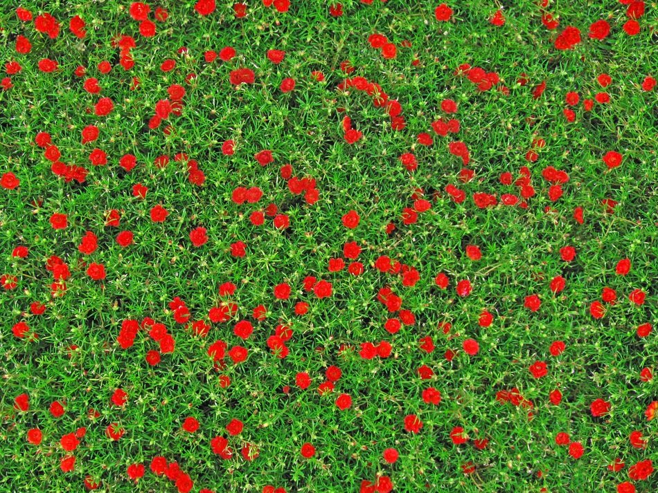 carnations flowers texture pinks