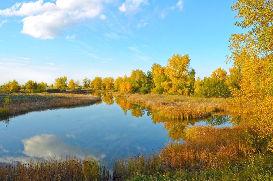 lake trees fall gold nature