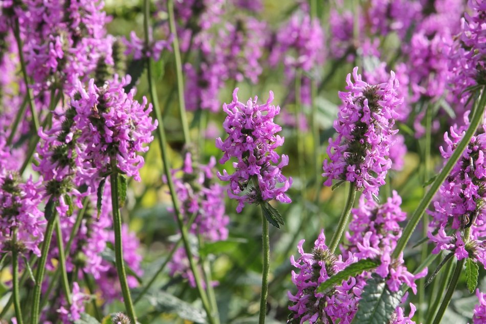 flowers purple floral background