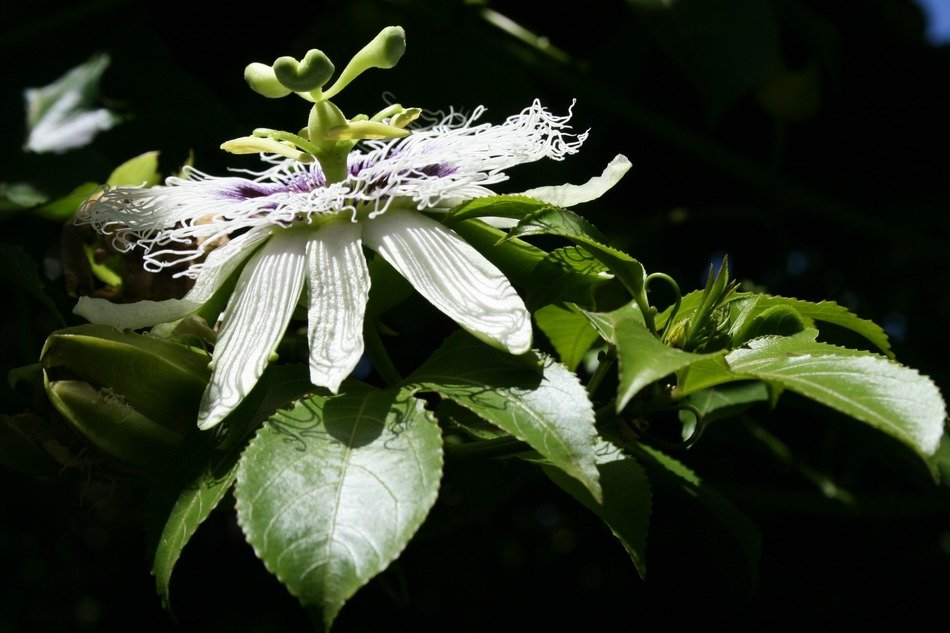 flower bloom granadilla petals