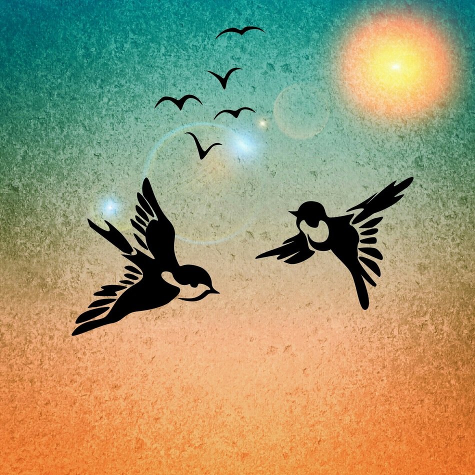 birds bird pair sunshine