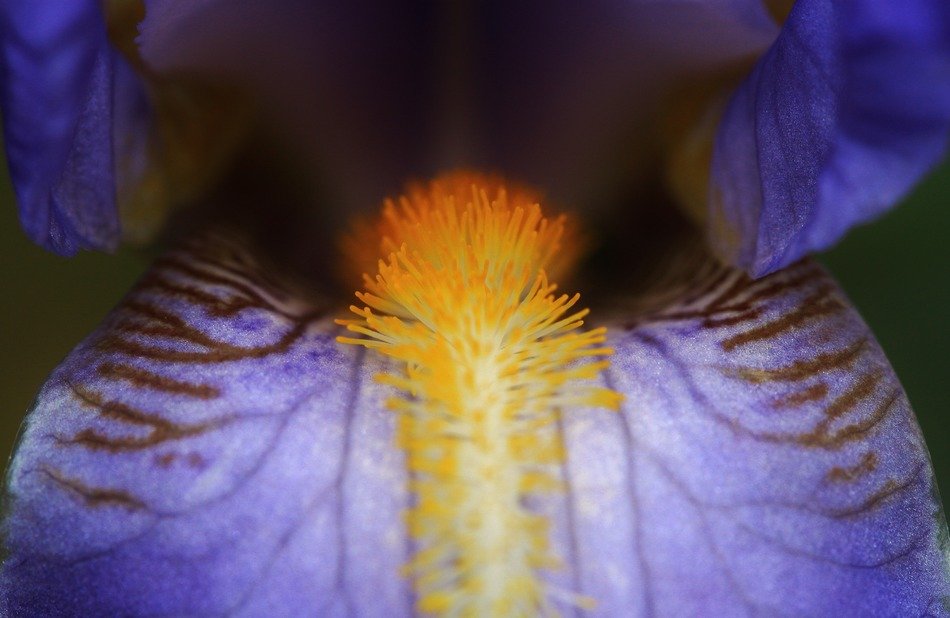 iris blue flowers close macro