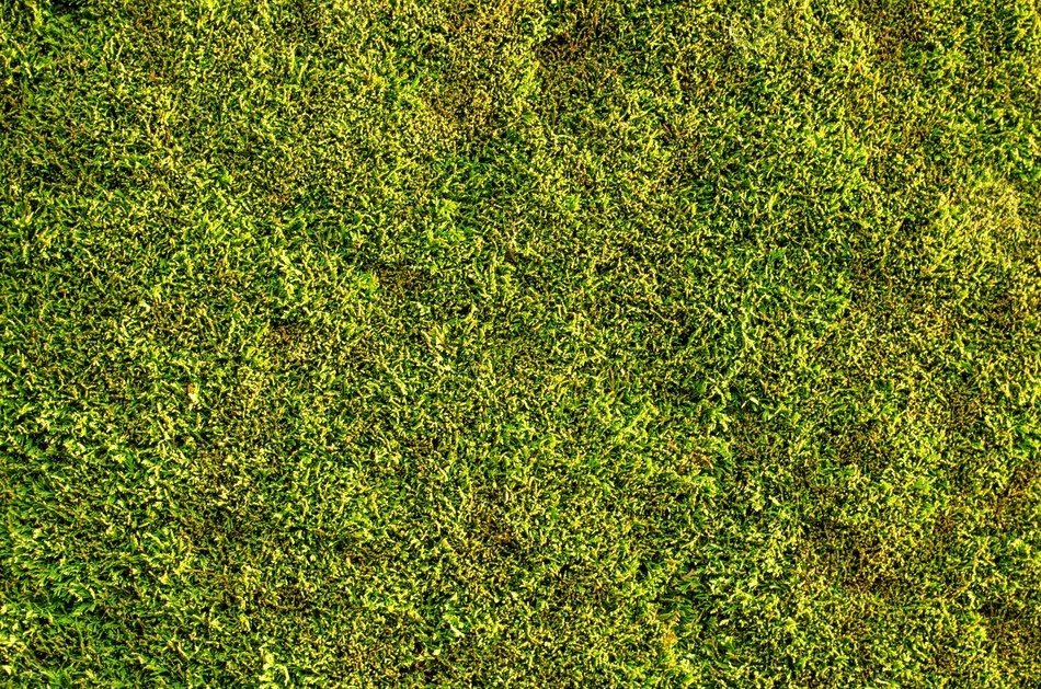 bush green wall evergreen
