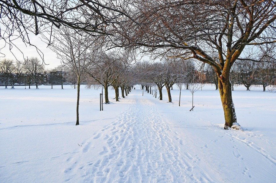 winter seasons snow trees park
