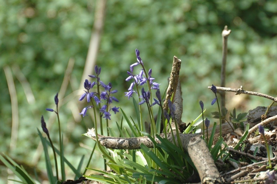 blue flowers bluebell harebell