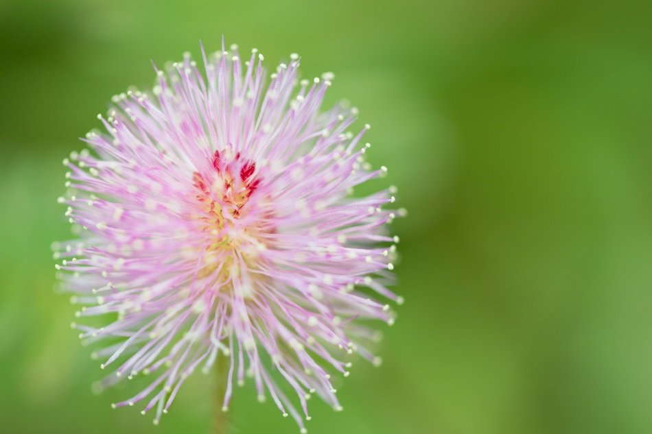 flower green grass macro bokeh