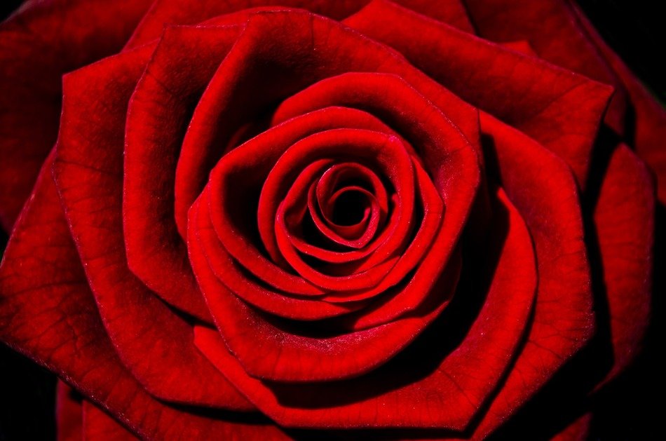 flowers flower plants rose nature