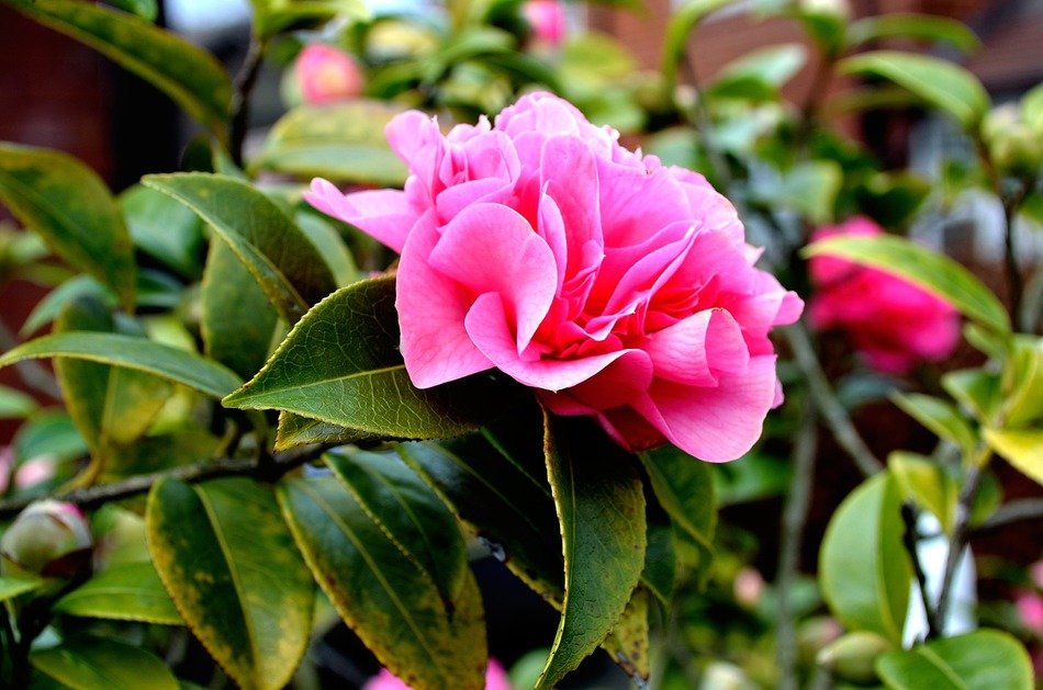 delicate pink flowers in the bush