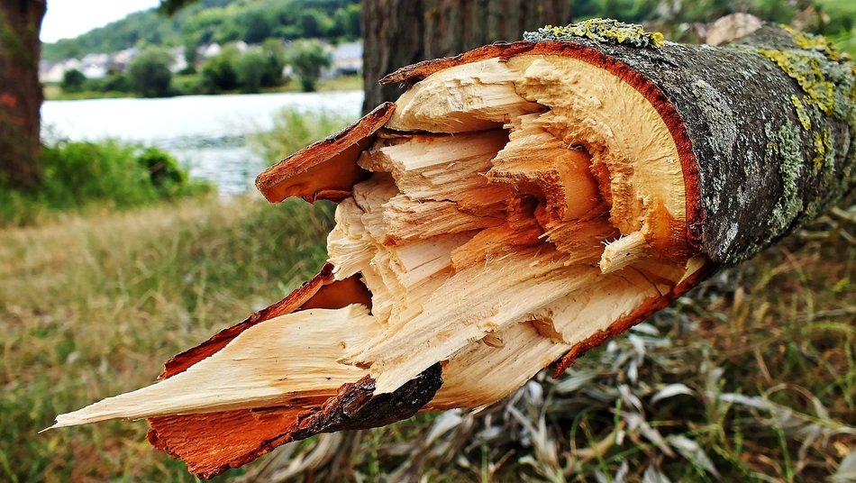 tree konar broken trunk