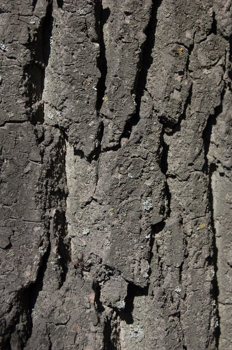 gray tree bark close-up