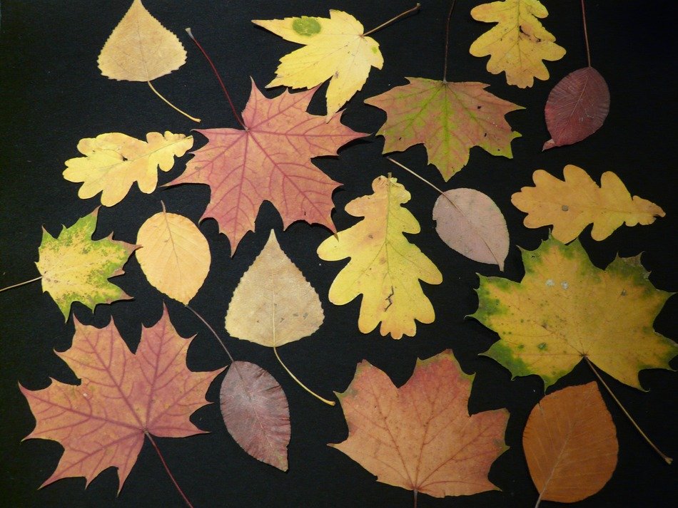 fall leaves pressed tinker