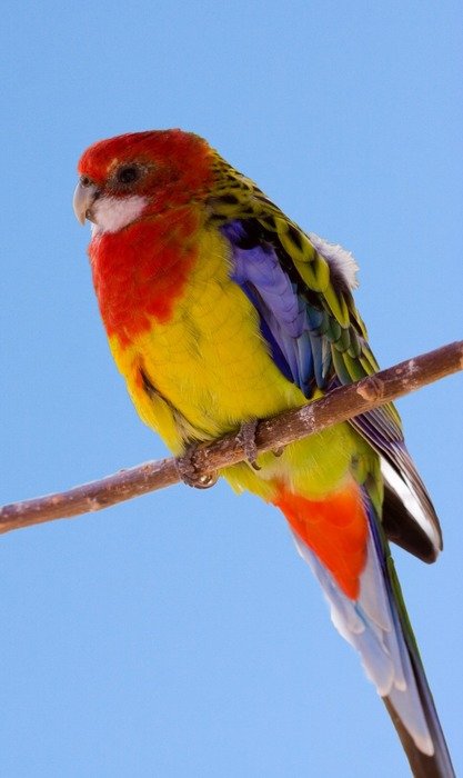 bird tropical parrot colorful