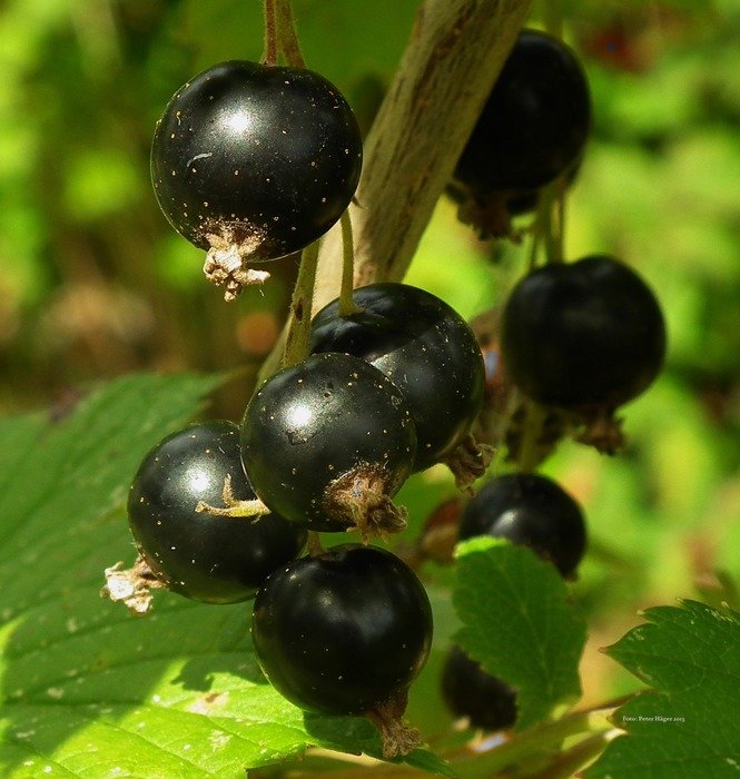 blackcurrant fruits foods plants