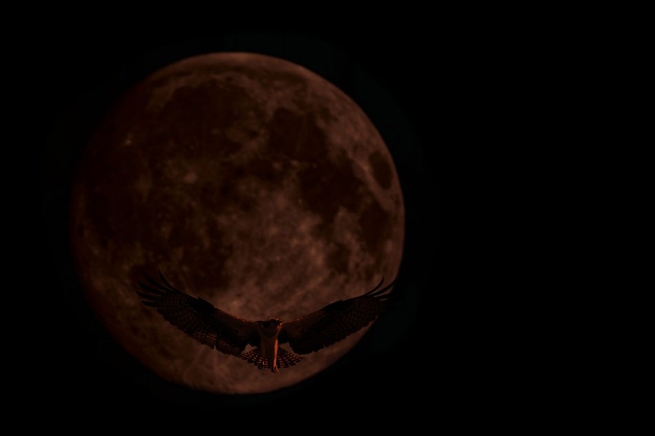 moon adler bird of prey