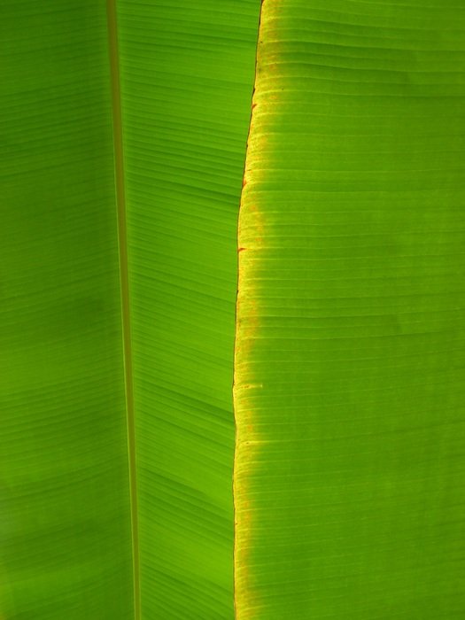 banana sheet musa foliage green