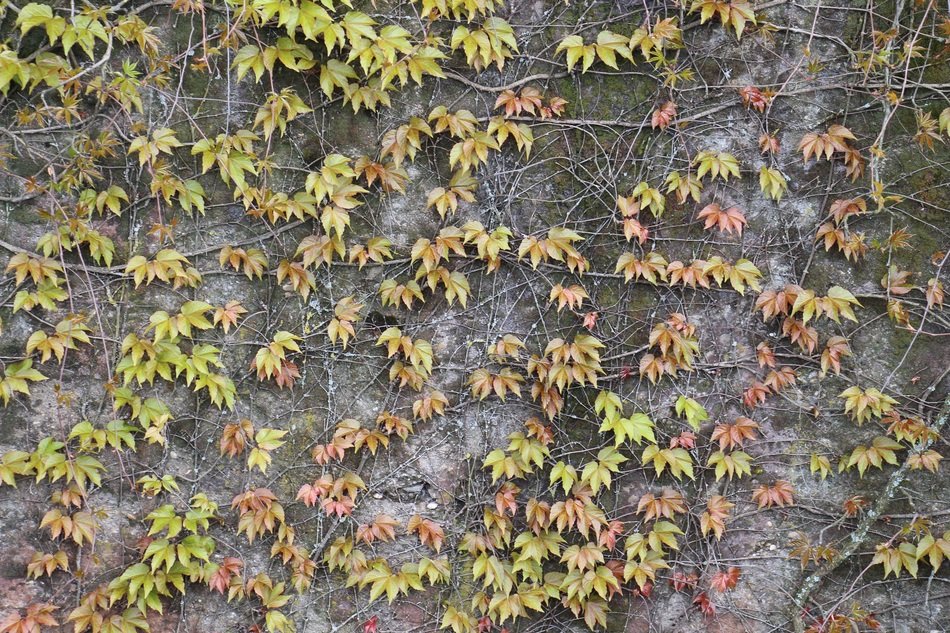 entwine leaves autumn nature