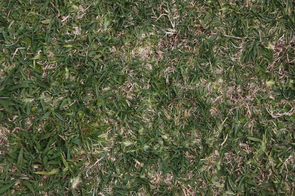grass texture background field