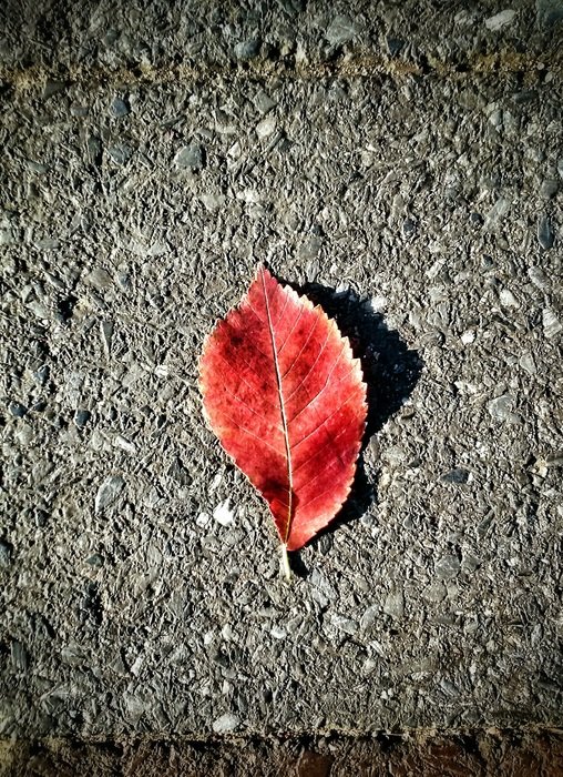 leaf concrete red plant nature