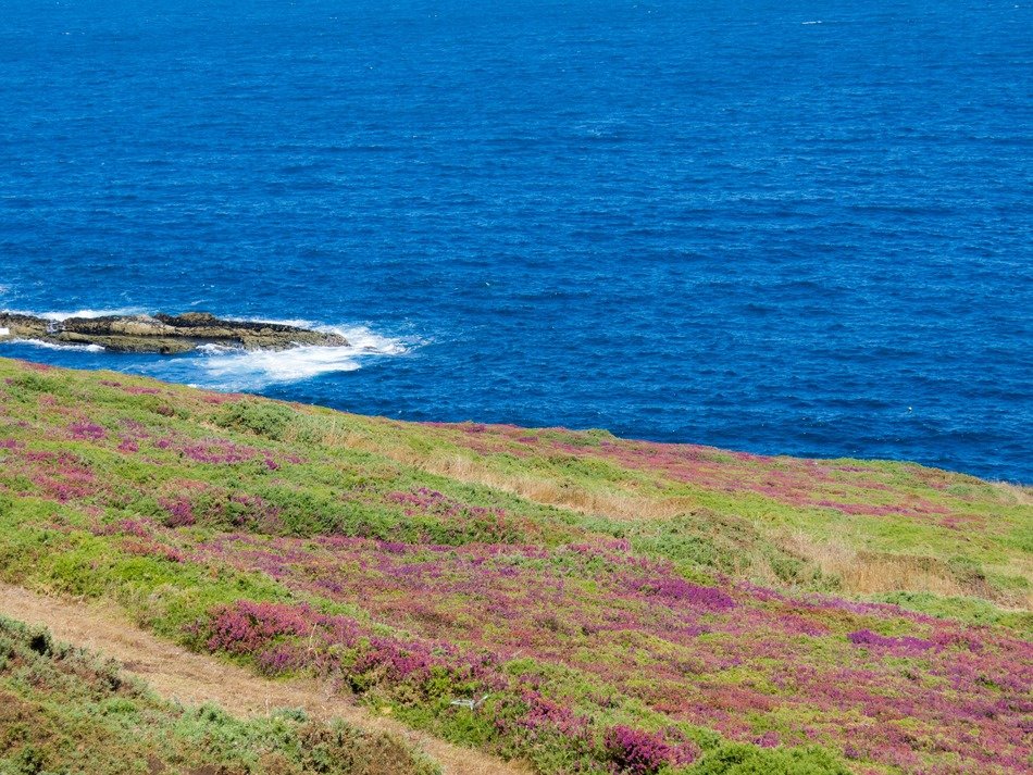 sea flowers landscape field flower