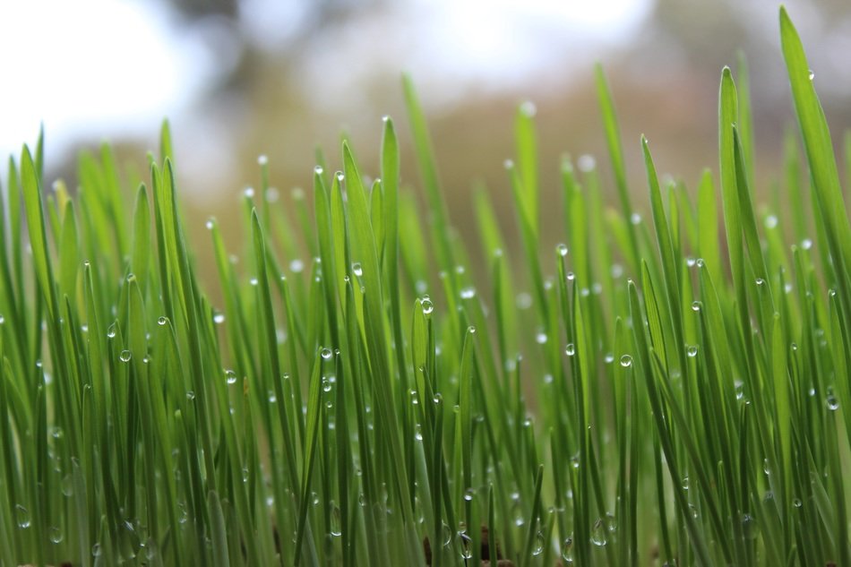 lawn green grass drops of water