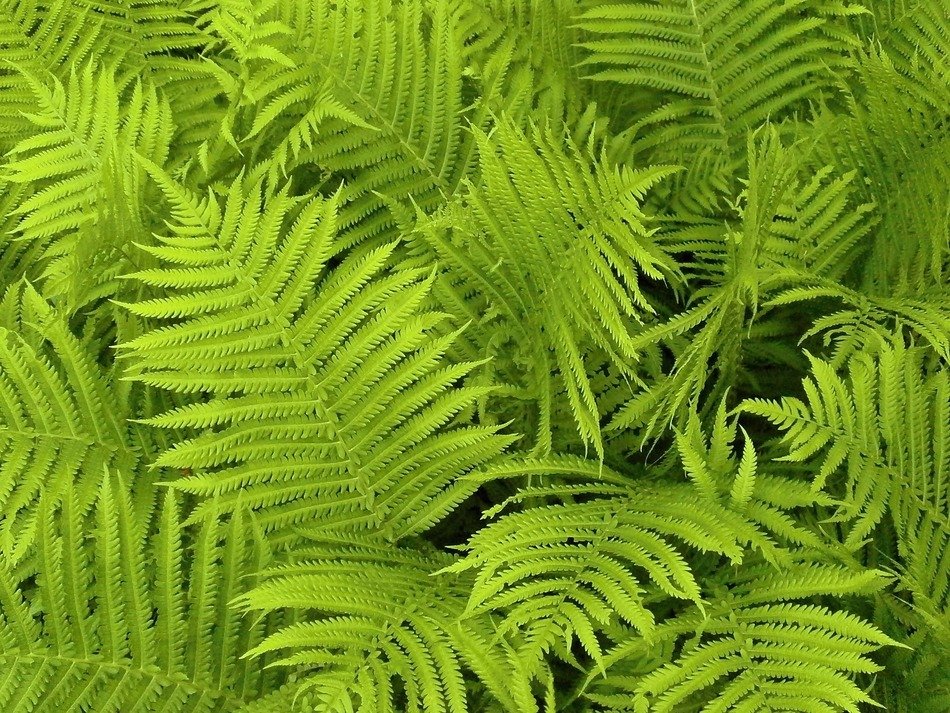 fern leaves plants