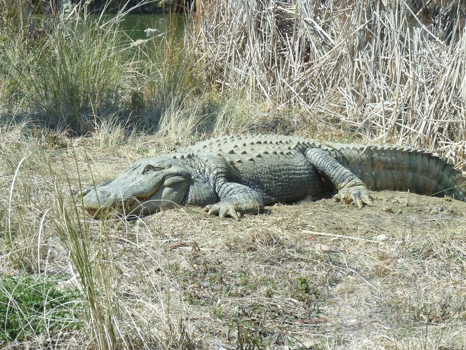 alligators grey animals crocodiles