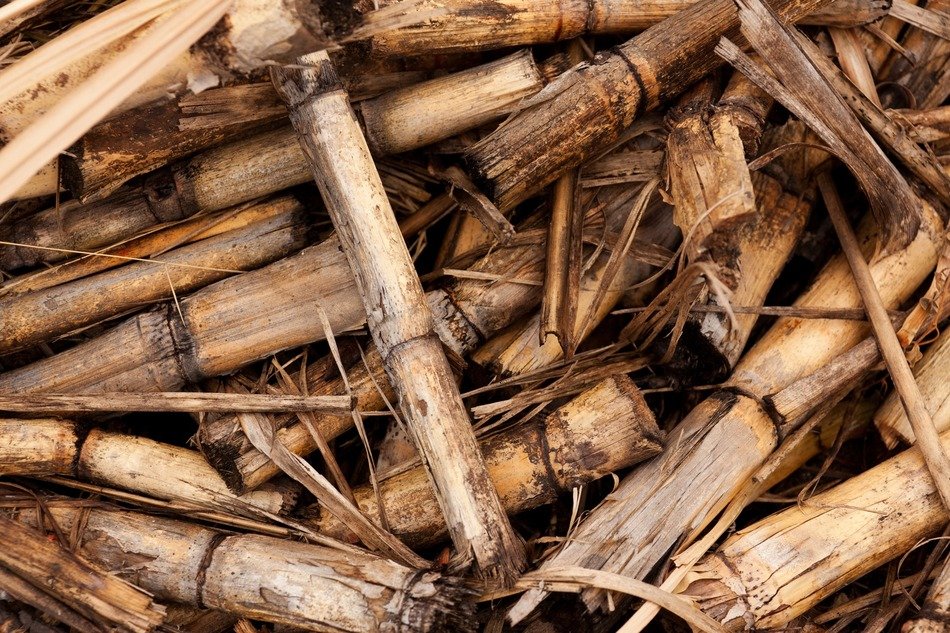 background biomass crop cut