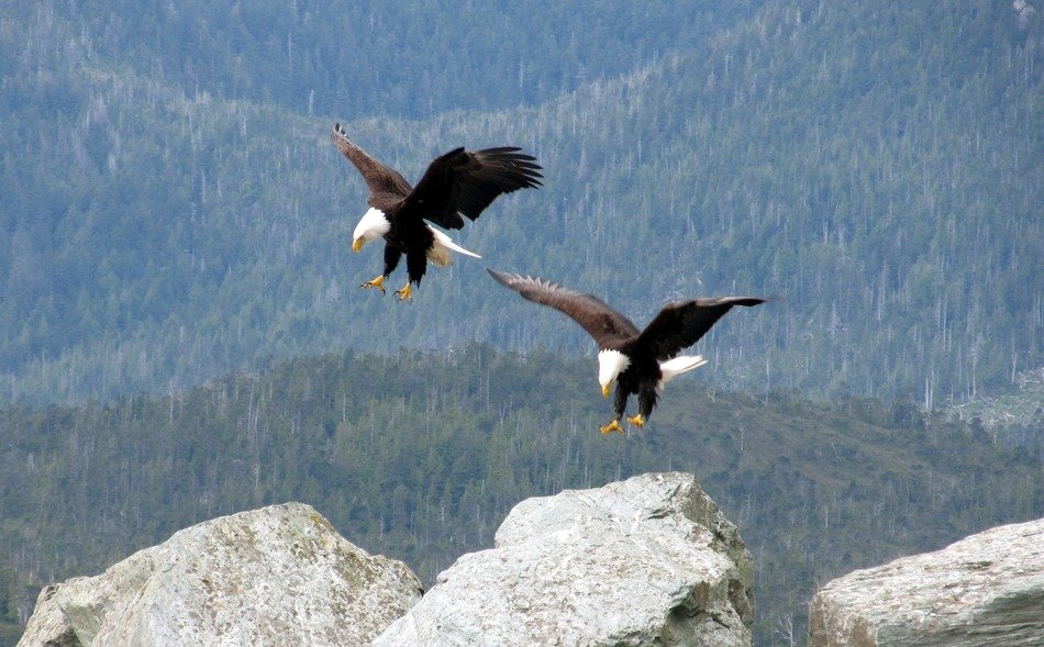 bald eagles flying birds landing