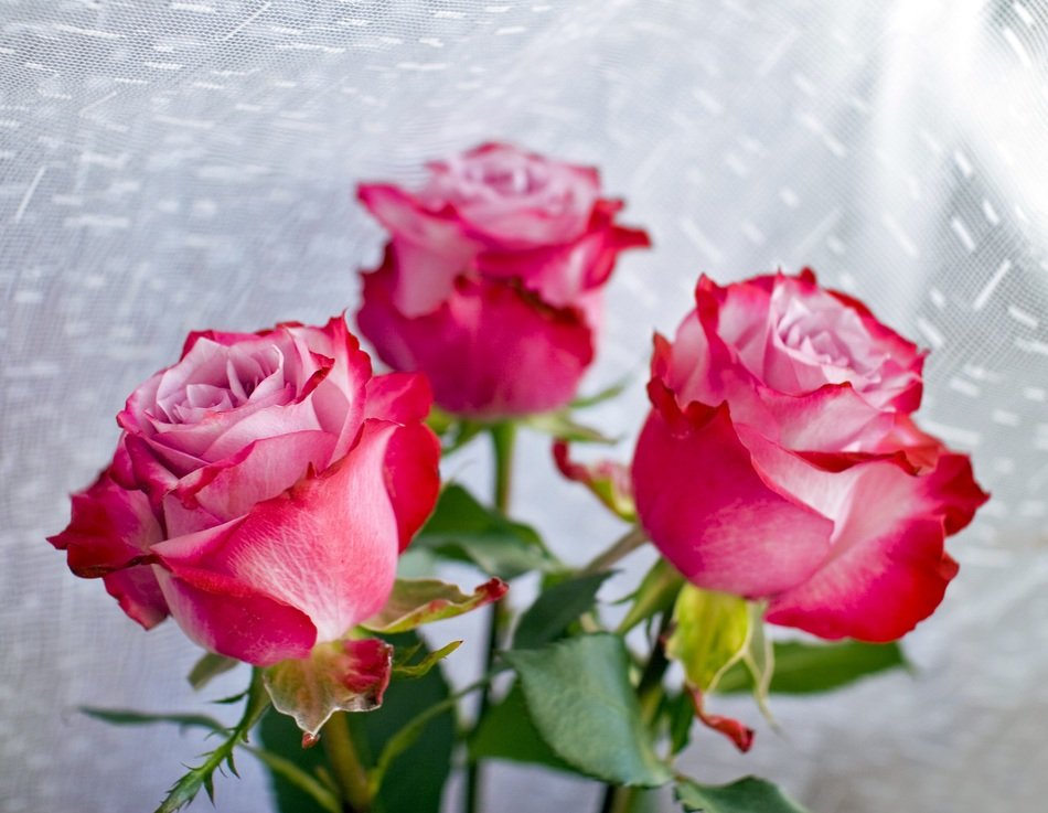 roses flowers red background tulle