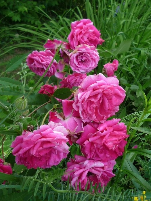 roses rose old perfume