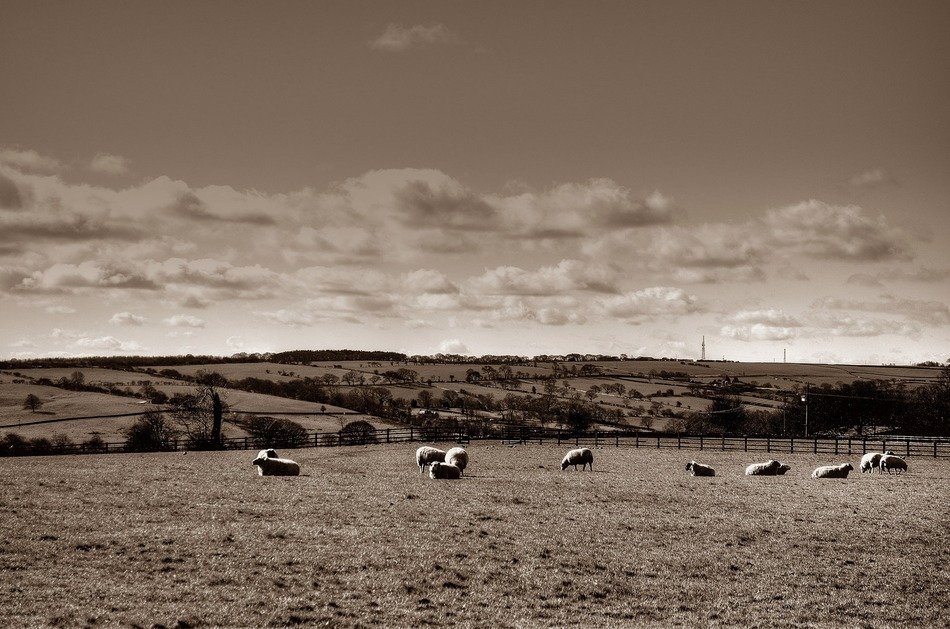 sheep north nature yorkshire
