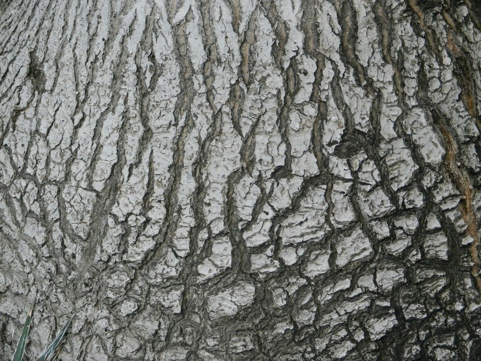 the bark nature structure of