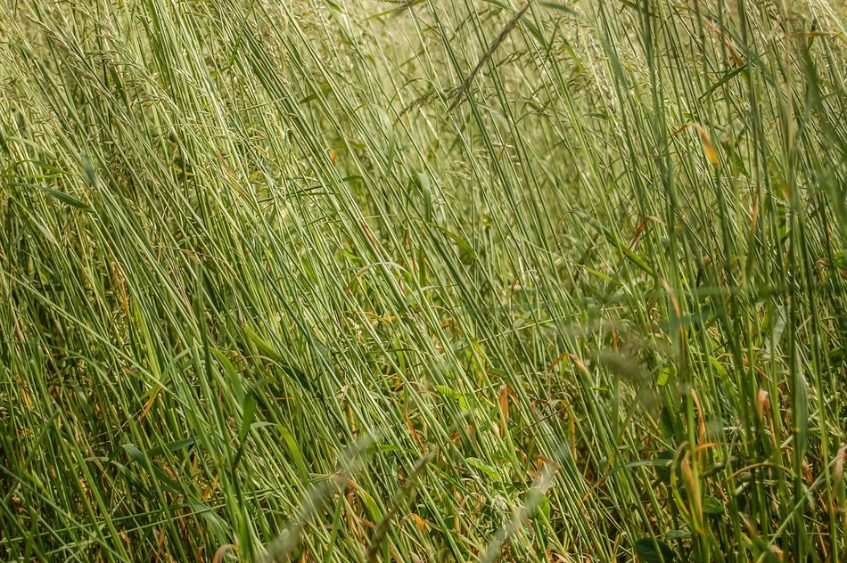 grass texture the background green