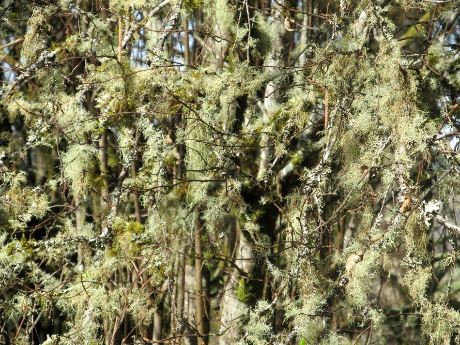 background light green tree mossy