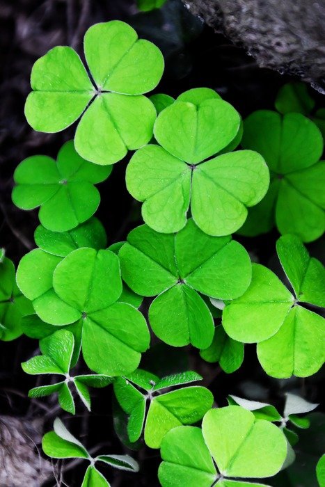 background clover patrick day