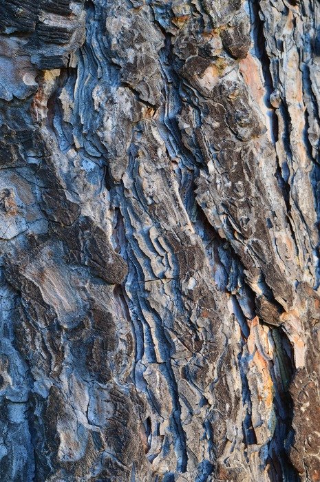 trees bark grey gray trunks woods